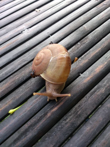 Snigel på bambu — Stockfoto