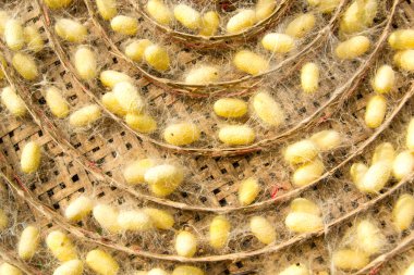 İpek solucan Yuvaları koza