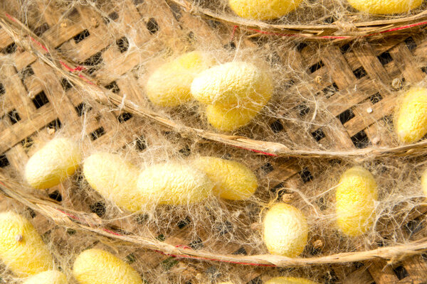 silk worm cocoons nests
