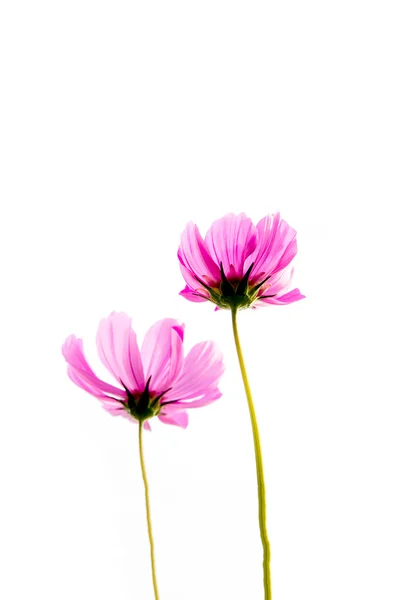 Cosmos Flowers — Stock Photo, Image