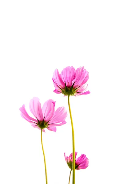 Cosmos flowers on white background — Stock Photo, Image