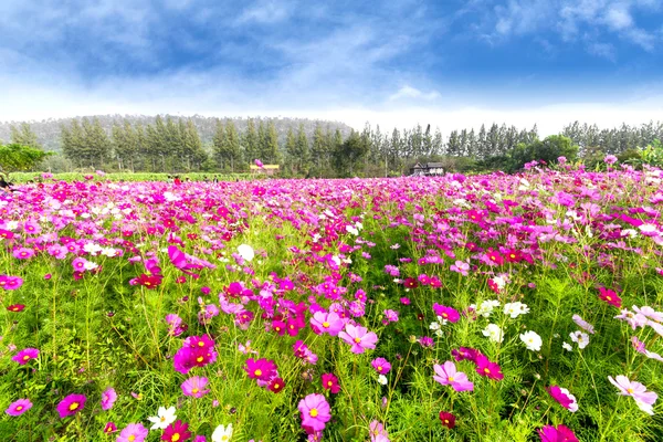 Cosmos field — Stock Photo, Image