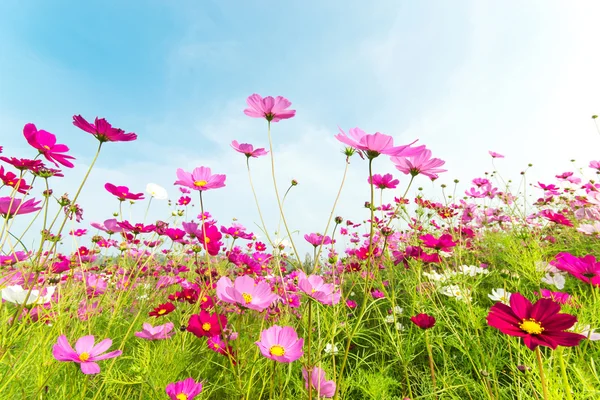 Cosmos flores — Foto de Stock