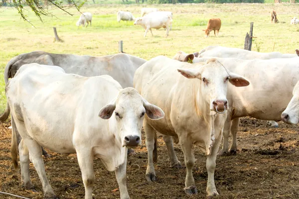 Vaca brahman — Fotografia de Stock