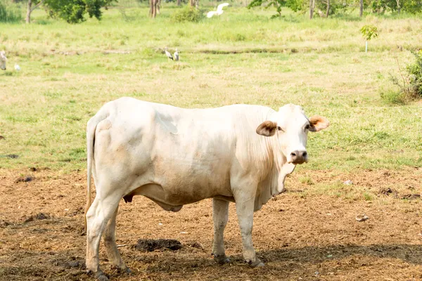 Vaca brahman — Fotografia de Stock