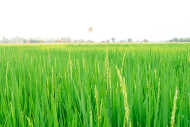 Paddy pirinç tarlası