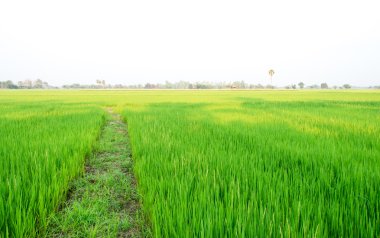 patika yeşil pirinç alan içinde