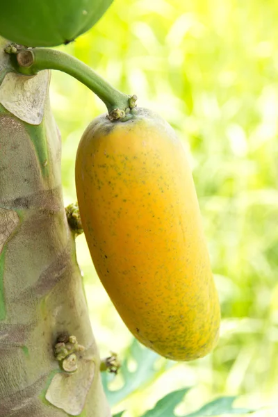 Желтая папайя на дереве — стоковое фото