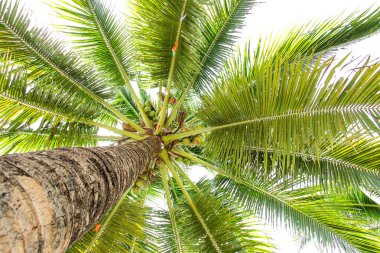 Hindistan cevizi ağacı