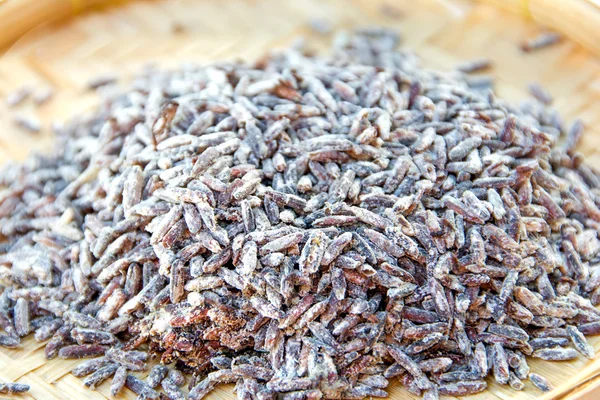 Küflü pirinçbeschimmeld rijst — Stok fotoğraf