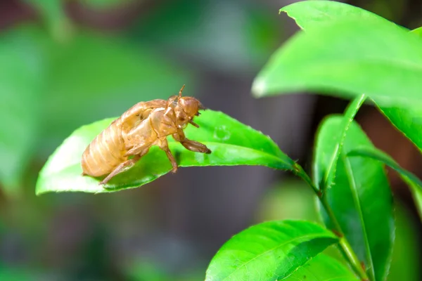 Cicada molt på gröna blad — Stockfoto
