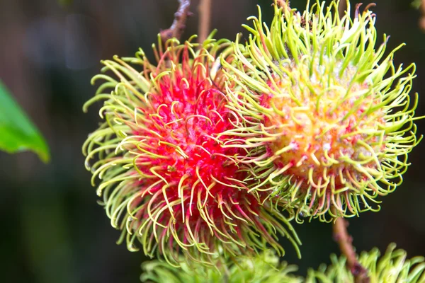 Färska rambutan i trädgården — Stockfoto