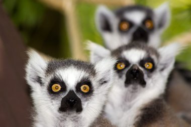 Ring-tailed lemurs clipart