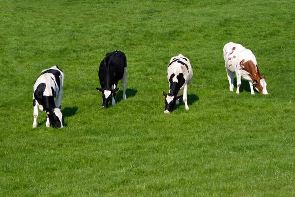 Cows grazing — Stock Photo, Image