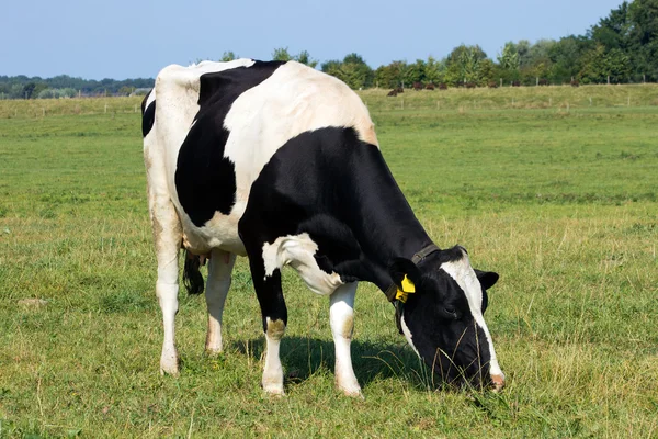 Fekete-fehér tehén — Stock Fotó