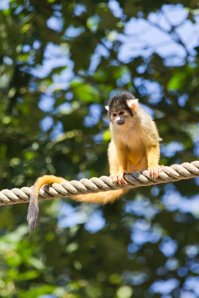 Macaco-esquilo — Fotografia de Stock