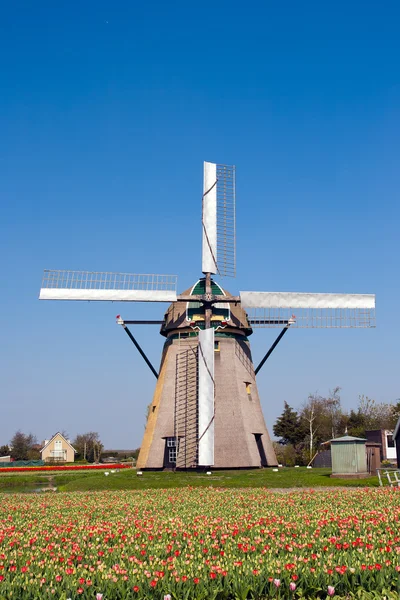 Windmühle und Tulpenfeld — Stockfoto