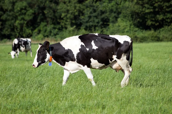 Cows — Stock Photo, Image