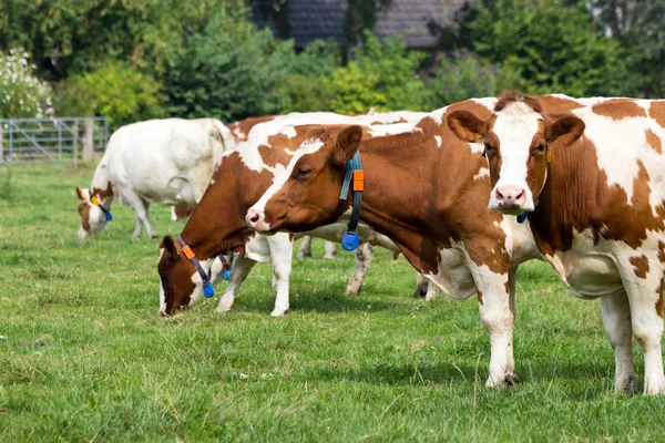 Vacas — Fotografia de Stock