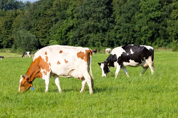 Vacas — Fotografia de Stock