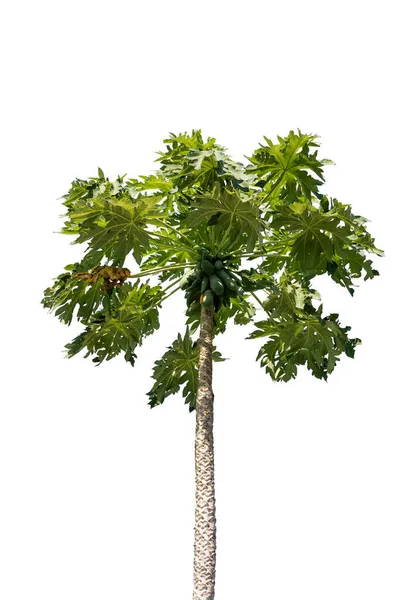 Papaya Träd Grönt Löv Isolerad Vit Bakgrund — Stockfoto