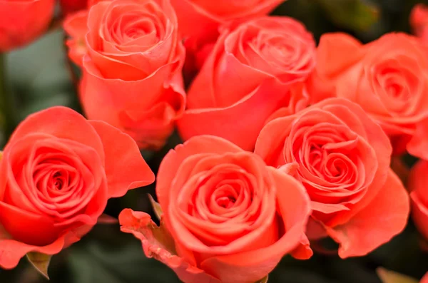 Roses bouquet — Stock Photo, Image