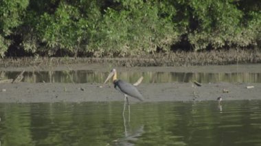 Küçük Yaveri Leylek (Leptoptilos javanicus) mangrov sulak arka planda sığ bir suda balık yakalar. Leylek kuşu mangrov bataklığının alçak sularında avlanıyor, Parit Jawa, Malezya.