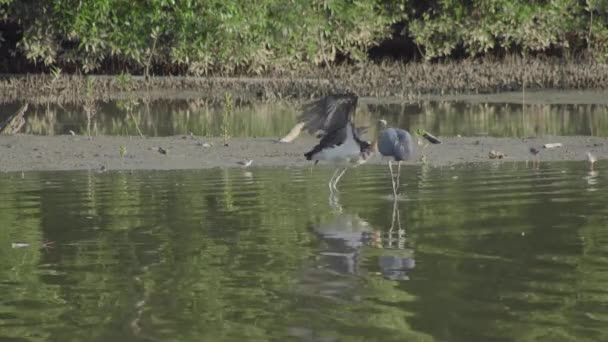 Kleiner Adjutant Storch Leptoptilos Javanicus Thront Einem Flachen Wasser Mit — Stockvideo