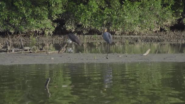 Cigüeña Ayudante Menor Leptoptilos Javanicus Come Pescado Alza Aguas Poco — Vídeos de Stock