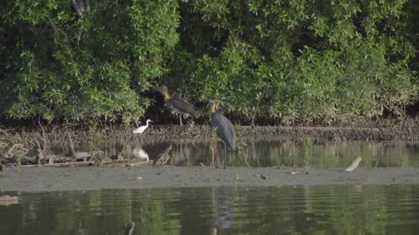 Kleiner Adjutant Storch Leptoptilos Javanicus Frisst Fische Und Hockt Einem — Stockvideo