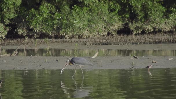 Lesser Adjutant Stork Leptoptilos Javanicus Catching Fish Shallow Water Mangrove — Stock Video