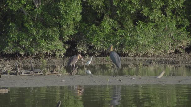 あまり調整されていないコウノトリ Leptoptilos Javanicus は魚を食べ マングローブ湿地の背景を持つ浅い水に浸かっています マングローブ沼の干潮時におけるコウノトリの採餌 第一部 Jawa Malaysia — ストック動画