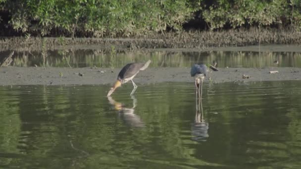 작은아유 스토크 Leptoptilos Javanicus 맹그로브 습지대의 물에서 물고기를 잡거나 마신다 — 비디오