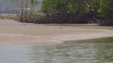 Whimbrel (Numenius phaeopus) uzun gagalı kuş alçak kumlu sahilde yürüyor ve besleniyor ve arka planda mangrov ağacı ormanı, Endau, Malezya