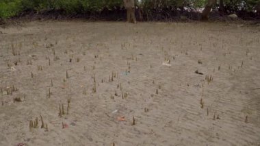 Pneumatophores 'ten yukarı doğru, hava köklerinden mangrov ormanlarına, alçak gelgit sularında, kumlu sahillerde, Endau, Malezya