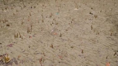 Pneumatophores 'ten yukarı doğru, hava köklerinden mangrov ormanlarına, alçak gelgit sularında, kumlu sahillerde, Endau, Malezya