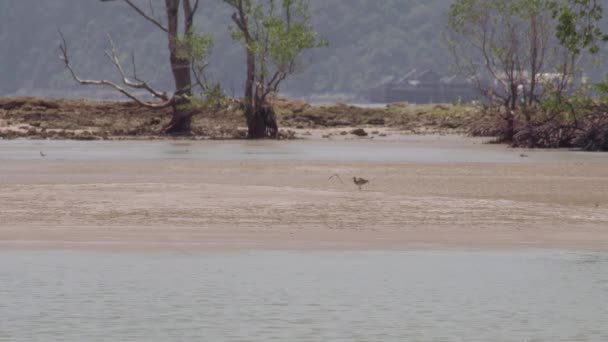 Ptak Brodzący Długim Dziobem Spacerujący Żywiący Się Piaszczystą Plażą Podczas — Wideo stockowe