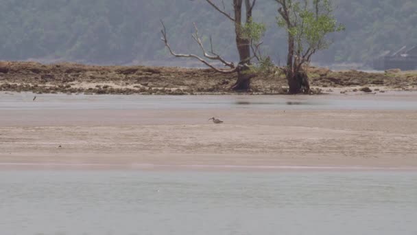 Regenbrachvogel Numenius Phaeopus Watet Einem Sommertag Mit Langem Schnabel Ebbe — Stockvideo