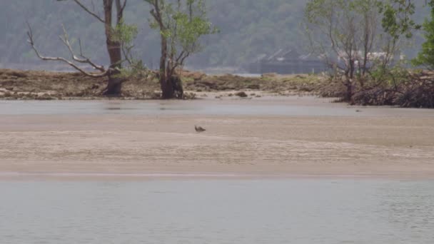 Ptak Brodzący Długim Dziobem Spacerujący Żywiący Się Piaszczystą Plażą Podczas — Wideo stockowe