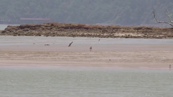 Ptak Brodzący Długim Dziobem Spacerujący Żywiący Się Piaszczystą Plażą Podczas — Wideo stockowe