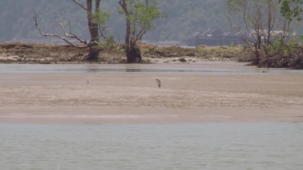 Regenbrachvogel Numenius Phaeopus Watet Einem Sommertag Mit Langem Schnabel Ebbe — Stockvideo