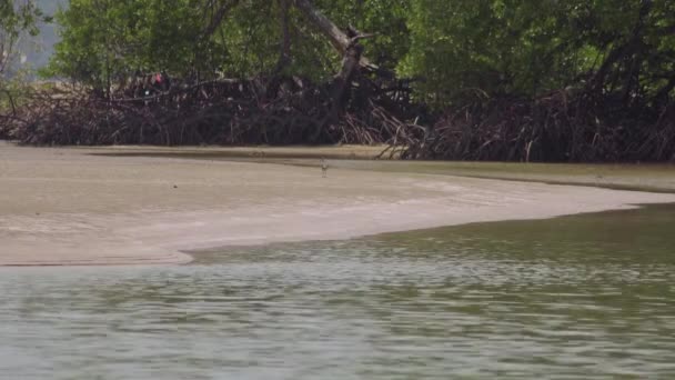 Whimbrel Numenius Phaeopus Uzun Gagalı Kuş Alçak Kumlu Sahilde Yürüyor — Stok video