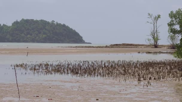 Timelapse Van Mangrove Appel Pneumatophores Antenne Wortel Van Plant Mangrove — Stockvideo