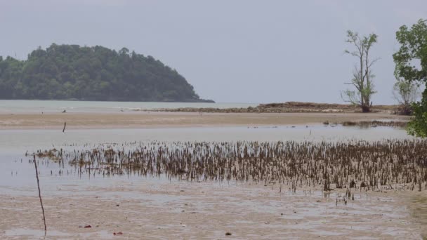 マングローブアップル肺炎球菌 Mangrove Apple Nepairatophores マレーシアのエンダウ 英語版 という干潮砂のビーチのあるマングローブ林の植物の空中根 — ストック動画