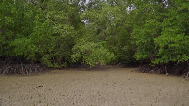 Tropische Mangrovewouden Wortels Pneumatophoren Luchtwortels Bij Vloed Endau Maleisië — Stockvideo