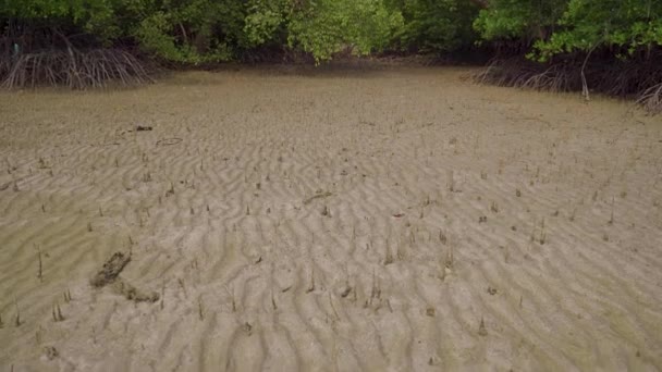 Naklonit Záběr Pneumatofory Letecké Kořeny Mangrovníku Lesní Stromy Při Odlivu — Stock video