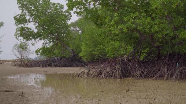 Тропические Мангровые Леса Корни Пневматофоры Воздушные Корни Пляже Приливной Водой — стоковое видео