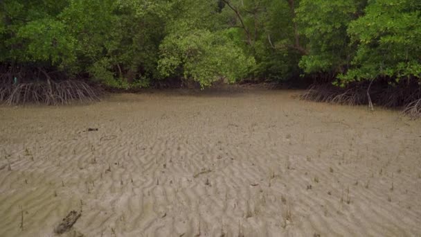 Incline Tiro Pneumatóforos Raízes Aéreas Para Árvores Florestais Mangue Praia — Vídeo de Stock