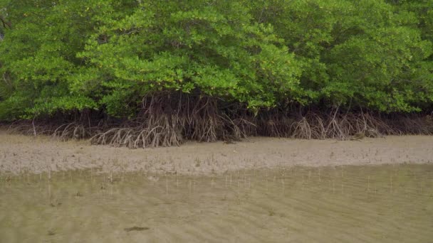 Drzewa Tropikalne Namorzynowe Korzenie Pneumatofory Korzenie Lotnicze Płytkiej Płytkiej Piaszczystej — Wideo stockowe