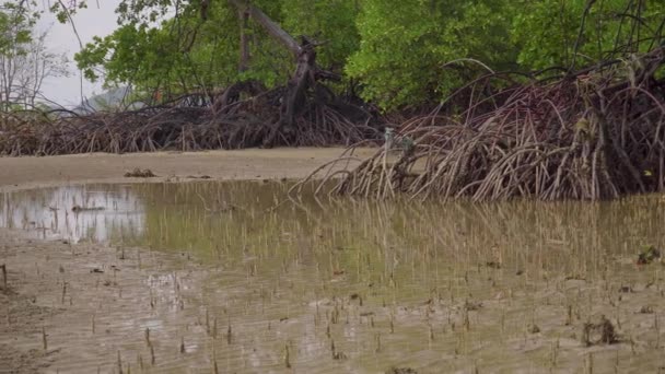 Lange Mangrovenbaumwurzeln Pneumatophoren Luftwurzeln Spezielle Wurzeln Zum Atmen Von Mangrovenapfel — Stockvideo